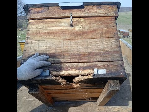 Видео: За акацией.