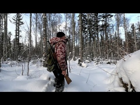 Видео: Охота на лося скрадом. Путь к солонцам. Лосиная семья.