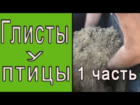 Видео: Дегельминтизация птицы | Профилактика глистов у кур | 1 часть
