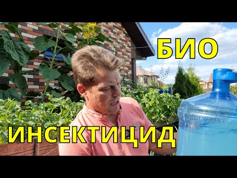 Видео: "хищный" гриб БОВЕРИЯ,  против хруща, колорадского жука и проволочника в одном флаконе