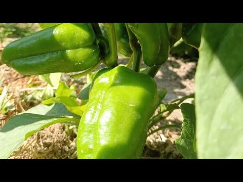 Видео: Перец өсіру. Бұрыш өсіру. Құнарсыз топырақта өсіру.#перец #бақша #баубақша#бұрыш