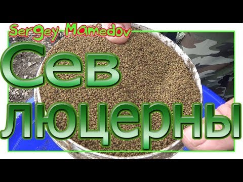 Видео: ➤СЕВ ЛЮЦЕРНЫ.ПОСЛЕДНИЙ ЭТАП./SOWING OF ALFALFA.LAST STAGE