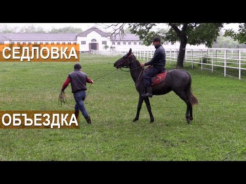 Видео: Седловка и объездка лошади Кабардинской породы. Агроэкспедиция по Кабардино-Балкарии