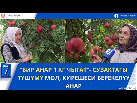 Видео: “БИР АНАР 1 КГ ЧЫГАТ”- СУЗАКТАГЫ ТҮШҮМҮ МОЛ, КИРЕШЕСИ БЕРЕКЕЛҮҮ АНАР
