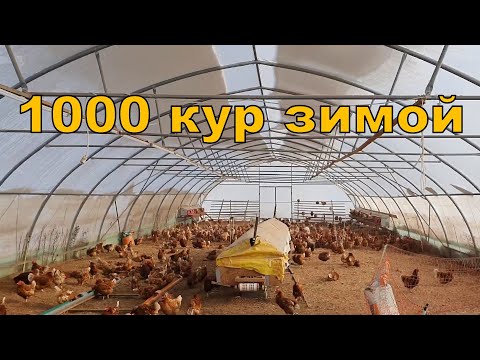 Видео: 1000 кур зимой и выезд на доставку яиц