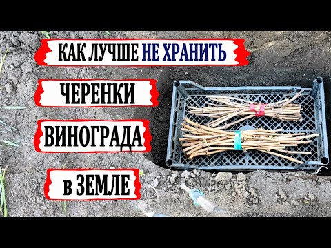 Видео: 🍇 Как нужно ХРАНИТЬ ЧЕРЕНКИ ВИНОГРАДА в земле, чтобы они весной хорошо укоренились.