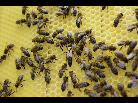 Видео: Размышления о причинах истребления среднерусской пчелы и один из методов её содержания.