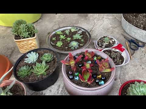 Видео: Коллекция суккулентов часть вторая. Addendum 1.