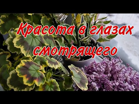 Видео: 🌿Комнатные растения, которые радуют меня в феврале/Замело снегом🌿