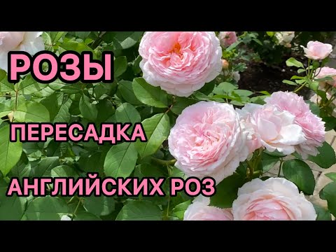 Видео: Пересадка английских роз осенью (I-часть). Цветение английских роз летом 2025 г. (II-часть).