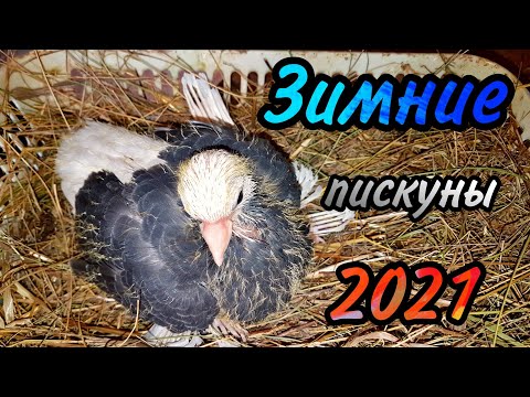 Видео: Зимнее разведение голубей.Winter pigeon breeding Kış güvercinleri yetiştiriciliği