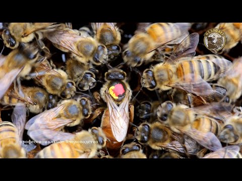 Видео: Сохраняем Buckfast B37