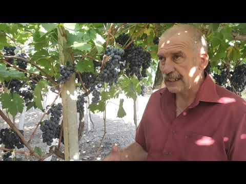 Видео: Выращивание столового винограда по технологии PERGOLA