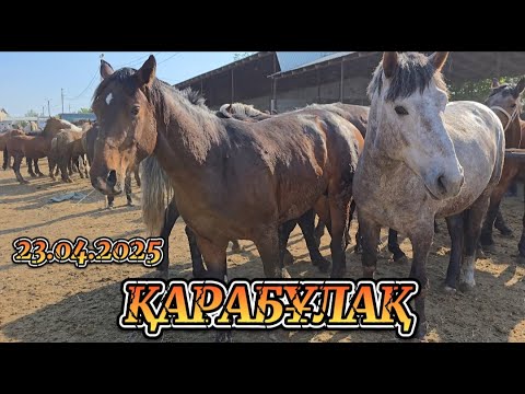 Видео: ЖЫЛҚЫ БАҒАСЫ / ҚАРАБҰЛАҚ 23.04.2025