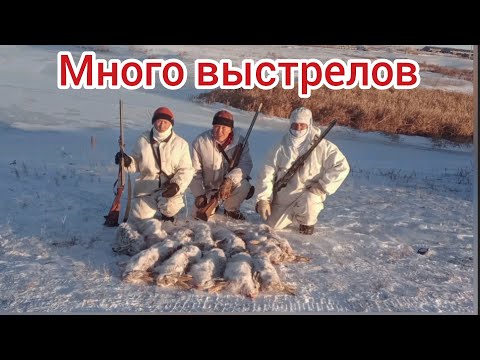 Видео: Много взятий,много выстрелов.Охота на зайца в Оренбургской области