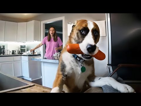 Видео: ПОЙМАНЫ С ПОЛИЧНЫМ! 🐾🚨 ЛУЧШИЕ МОМЕНТЫ С ХВОСТАТЫМИ ВОРИШКАМИ!