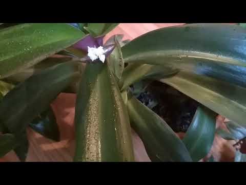 Видео: Как правильно поливать цветок РЭО. //How to properly water the REO flower.//