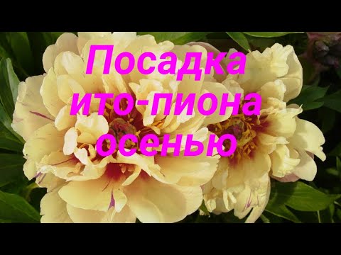 Видео: Посадка ИТО пиона осенью. Как сохранить ИТО пион до посадки.