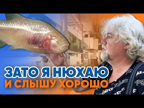 Видео: Аквариумные истории из ЭКЗОМЕНЮ (12.09.2025). Зато я нюхаю и слышу хорошо.