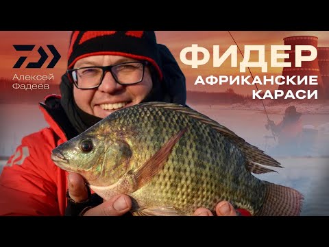 Видео: АФРИКАНСКИЕ КАРАСИ / ФИДЕР / АЛЕКСЕЙ ФАДЕЕВ