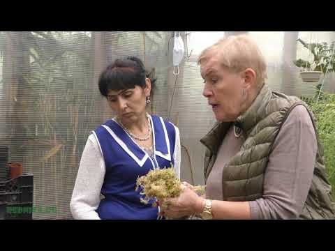 Видео: Русселия хвощевидная (Russelia equisetiformis) редкое растение в квартире.