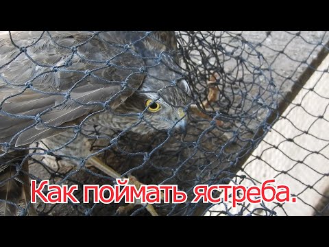 Видео: Как поймать ястреба.