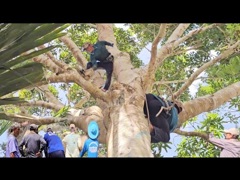 Видео: Распиловка большого, разросшегося дерева саку до крыши, техническая пила, 248