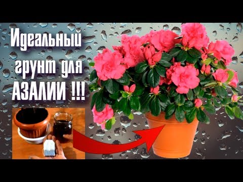 Видео: ПЕРЕСАДКА АЗАЛИИ С УМОМ. ЧТО Я ДОБАВЛЯЮ  В ПОЧВУ ?