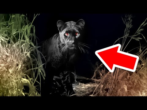 Видео: Вымершие Животные, Снятые На Камеру