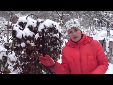 Видео: Подготовка  клематисов к зиме. Сайт "Садовый мир"