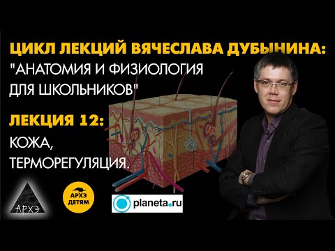 Видео: Вячеслав Дубынин: "Кожа, терморегуляция." (Лекция 12)