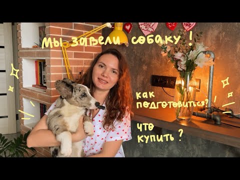 Видео: Мы завели собаку! Первый месяц с корги 🐶 Как подготовиться к появлению щенка? Сложности
