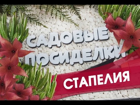 Видео: Стапелия - секреты ухода и выращивания в домашних условиях. Почему не цветет. Черенкование