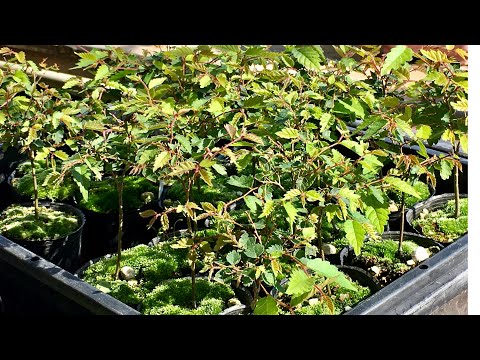 Видео: Есть вероятность, что в этом году вы можете получить много неотразимой дзельквы из