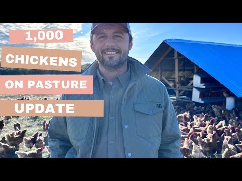 Видео: Выращивание 1000 кур на пастбище: ОБНОВЛЕНИЕ