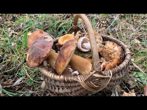 Видео: Неймовірно! Білі Гриби та Підберезники у Листопаді