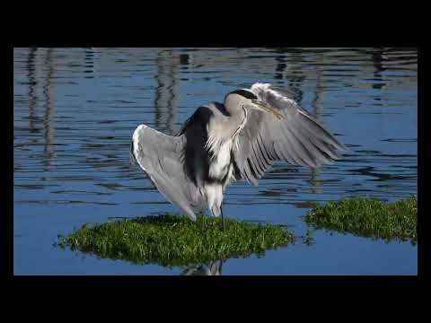 Видео: Большая серая цапля