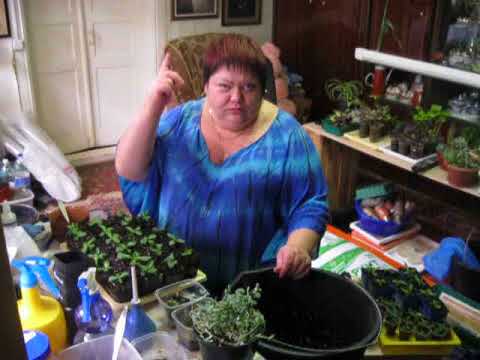 Видео: Эустома 1месяц и 11 дней.