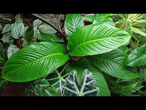 Видео: Весенний обзор моих комнатных растений🍀❤️🌿❤️☘️Начало😉😁