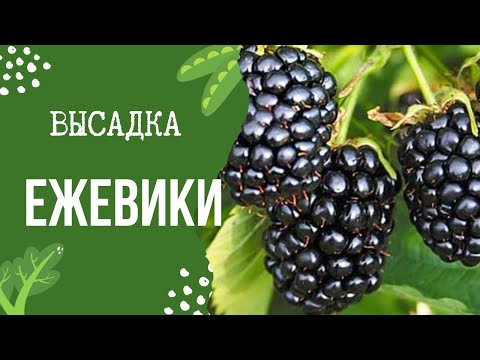 Видео: Как посадить осенью ежевику, чтобы весной ветви ломились от урожая?