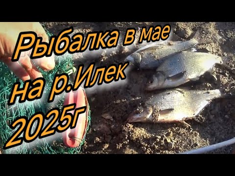 Видео: Рыбалка в мае на р Илек ЗАЧЁТНЫЙ ГОЛАВЛЬ В поисках хищника  ловля на отводной поводок г АКТОБЕ 2025г
