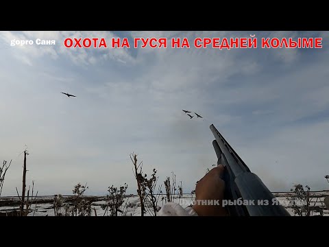 Видео: ОХОТА НА ГУСЯ НА СРЕДНЕЙ КОЛЫМЕ 2024.  GOOSE HUNTING IN SIBERIA 2024. YAKUTIA