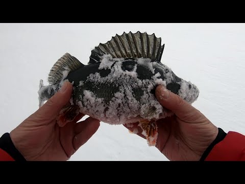 Видео: В поисках крупного окуня! Весенне зимняя рыбалка. Карелия, Онего, Заонежье.