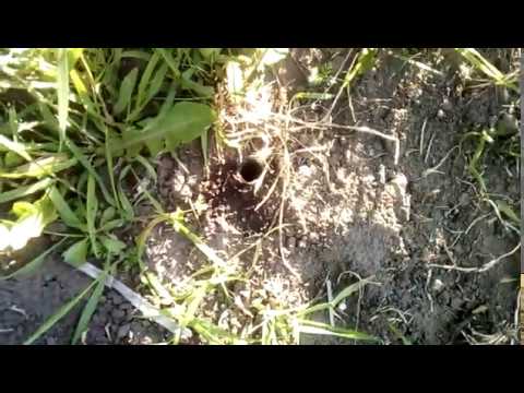 Видео: Пауки тарантулы в каждом огороде! Ужас о котором многие не знают! Экологическая борьба с ними!