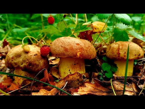 Видео: ГРИБНИК ПРИШЁЛ НА ЗОВ ГРИБОВ! ПОЛУБЕЛЫЕ ГРИБЫ КАК ИЗ СКАЗКИ! ЛЕТНИЕ ГРИБЫ 2022!