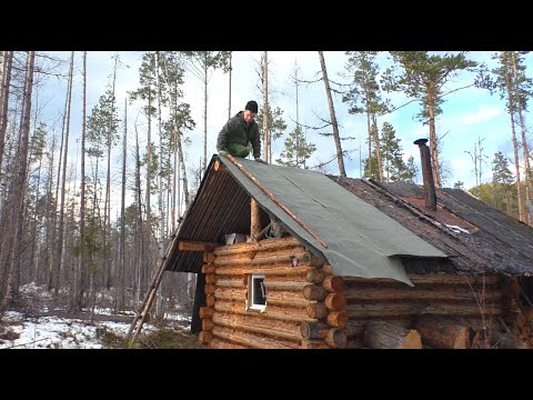 Видео: Медведь в фотоловушке. Ремонт избушки.