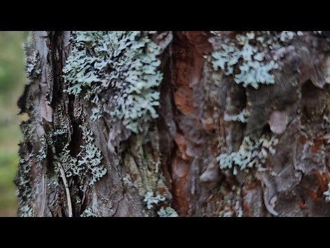 Видео: Лишайник Скорая помощь леса и как ускорить процесс оздоровления организма #природа #здоровье #осень 