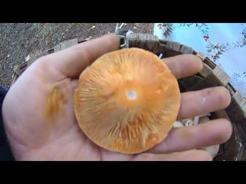 Видео: Грибное ассорти!!!