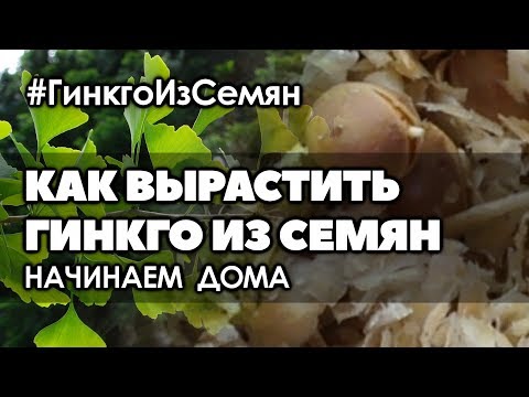 Видео: 🌱Как вырастить Гинкго из семян