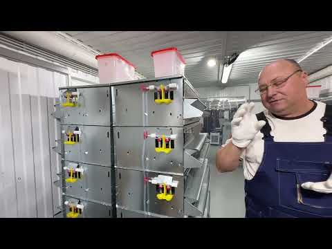 Видео: МИНИФЕРМА для перепелов на 140 голов с брудером